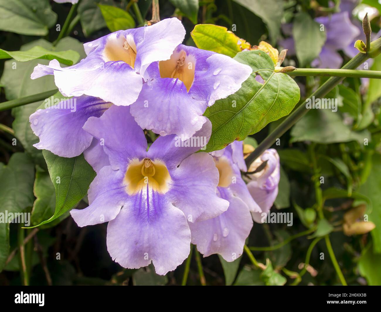 Macro photography of Bengal trumpet flowers captured at a garden near the colonial town of Villa de Leyva, in central Colombia. Stock Photo