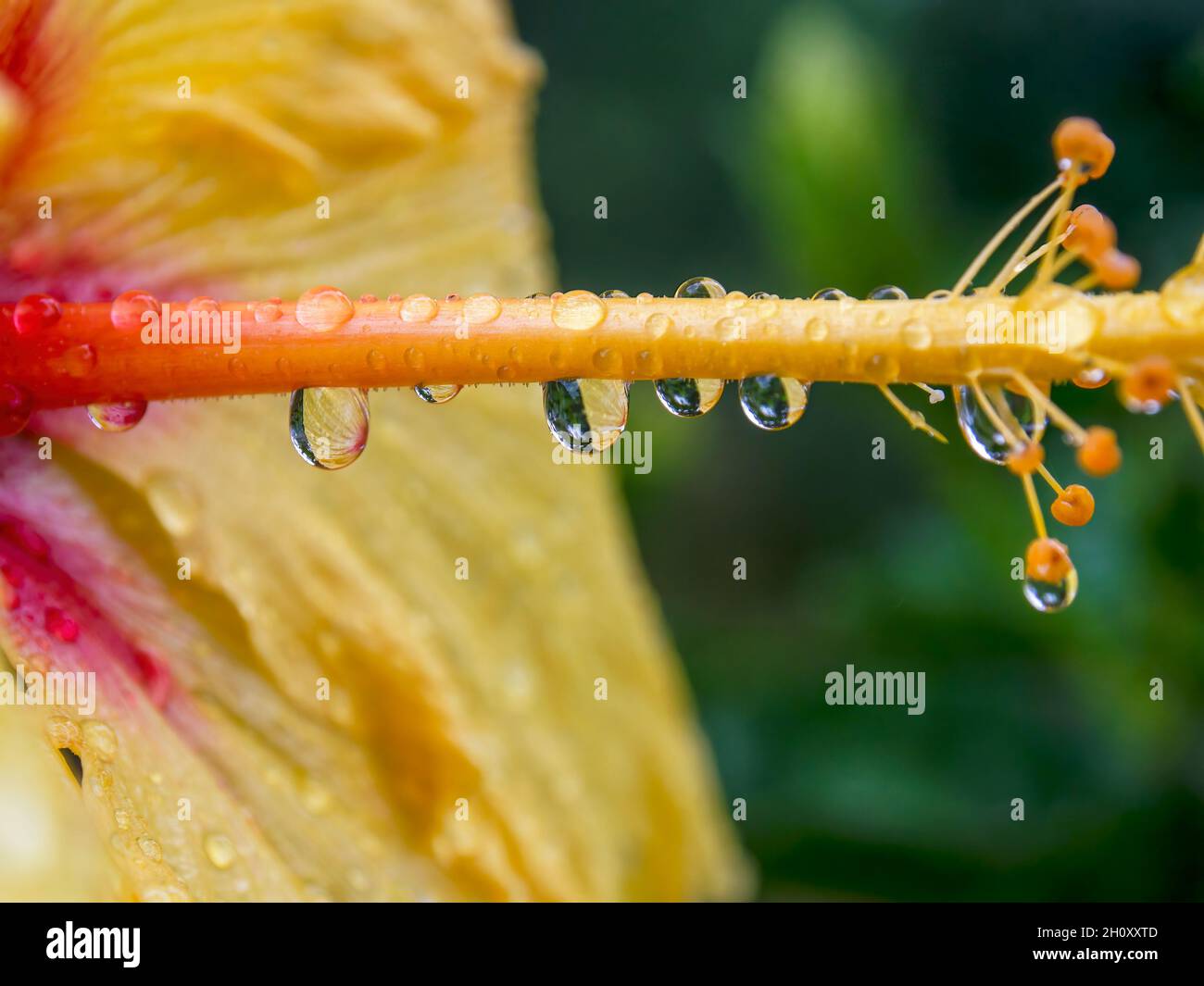 Hibiscus flower vector hi-res stock photography and images - Alamy