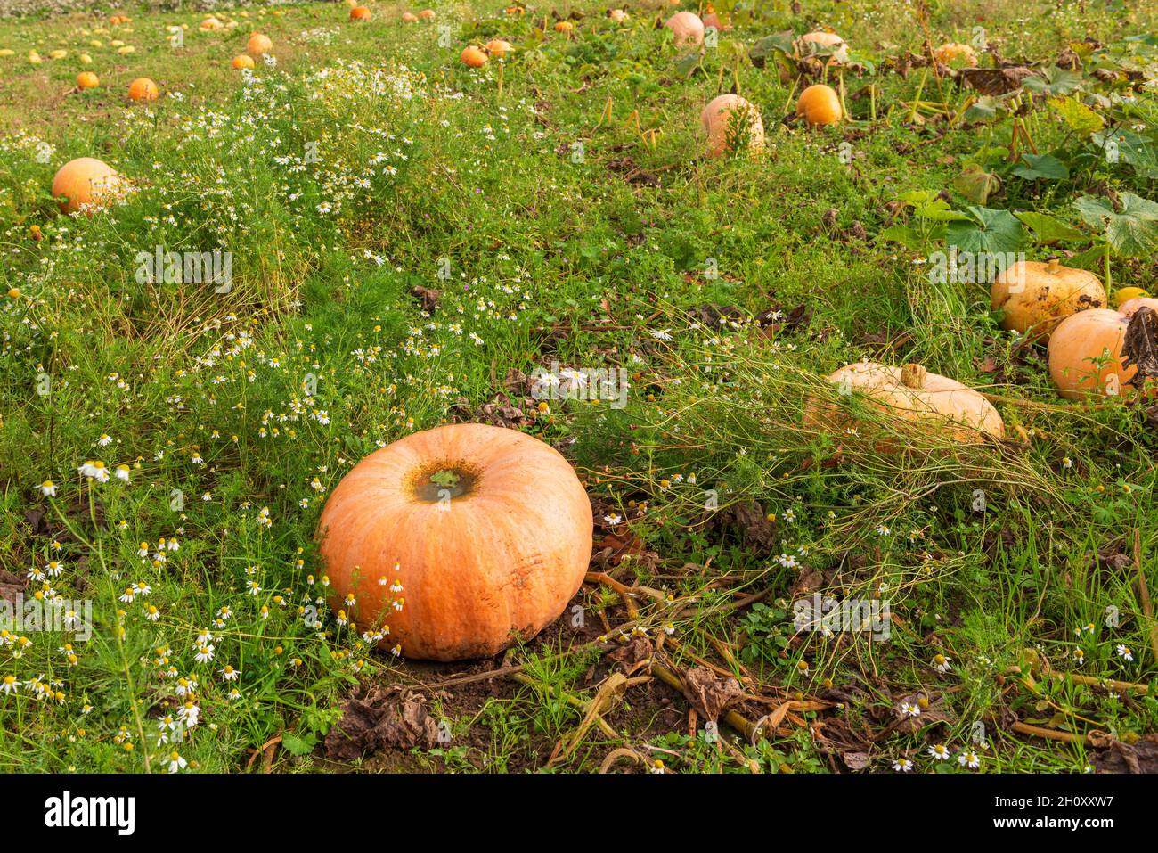 Reife Kürbisse auf einem Feld im Oktober Stock Photo