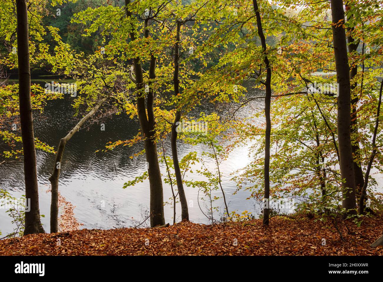 Herbstliche Stimmung am bewaldetetn Ufer der Schwentine in Schleswig-Holstein Stock Photo