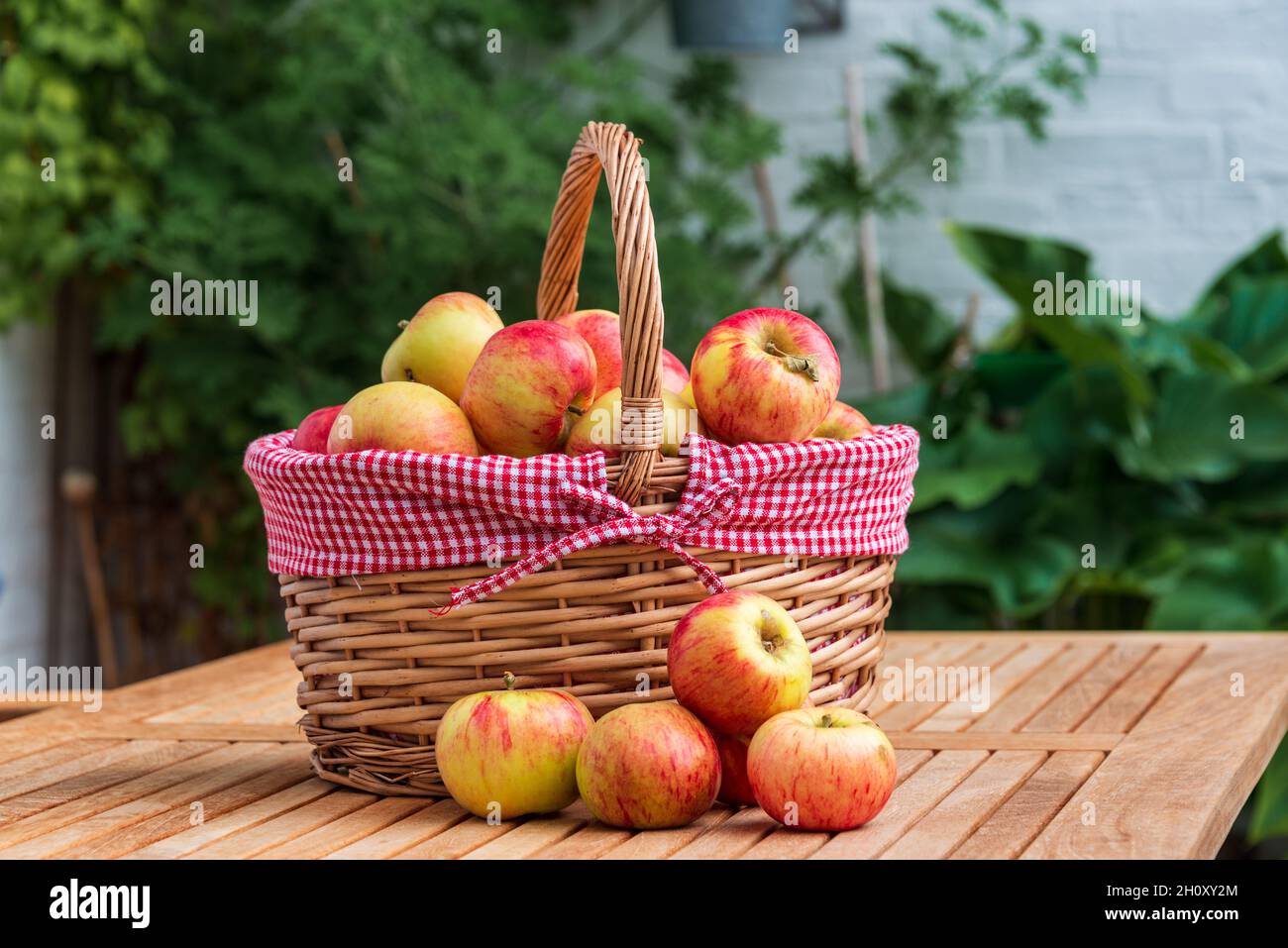 Frisch gepflückte reife Äpfel auf einem Tisch Stock Photo