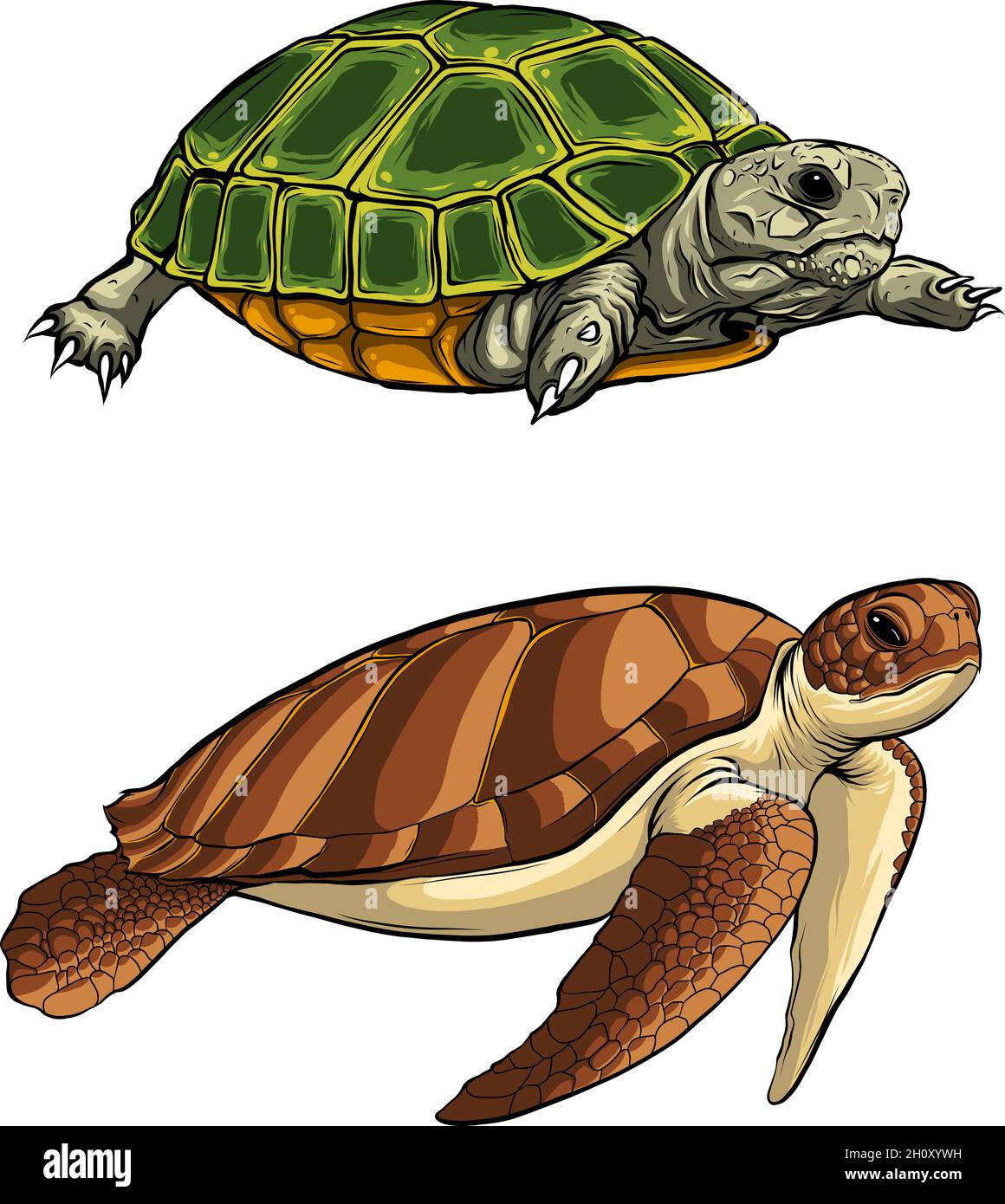 illustration of set turtle in vector style Stock Vector Image & Art - Alamy