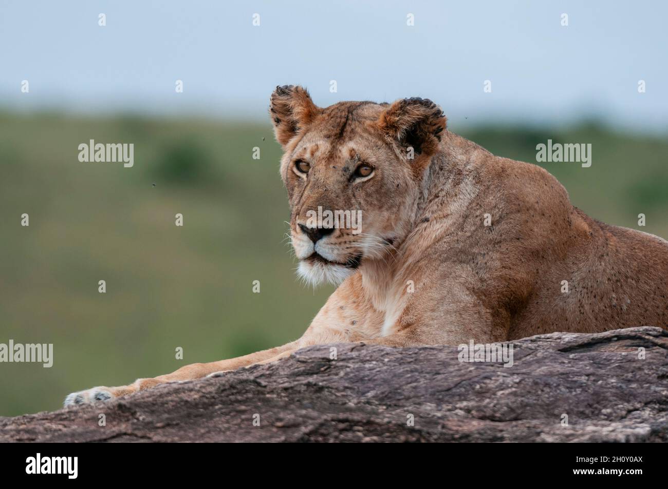 Portrait of a lioness, Panthera leo, resting on a rock. Masai Mara ...