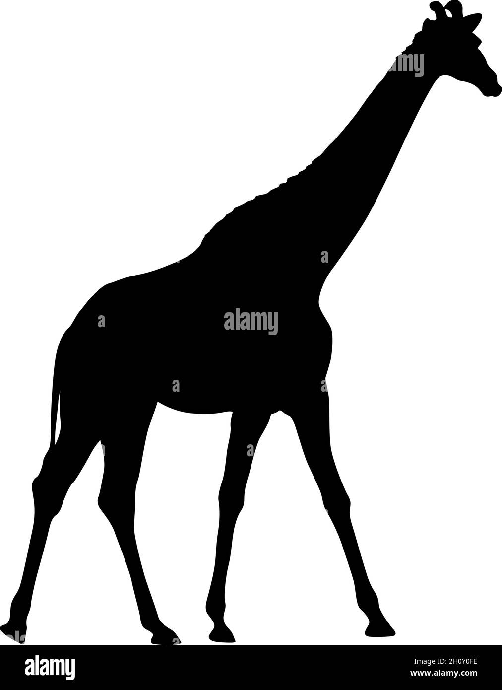 Silhouette of a high African giraffe on a white background Stock Vector ...