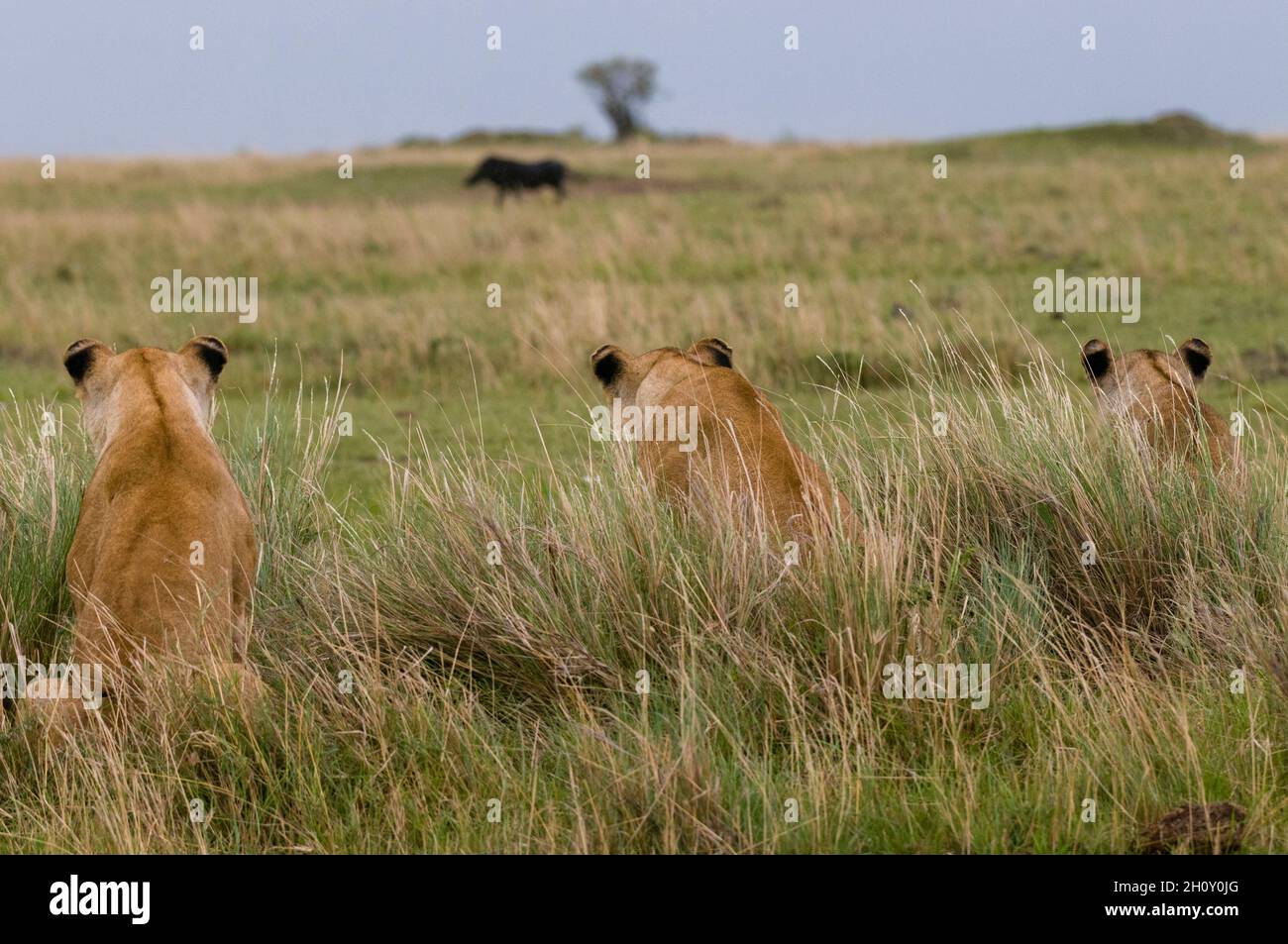 Three lionesses, Panthera leo, watching a warthog, Phacochoerus africanus, on the savanna. Masai Mara National Reserve, Kenya. Stock Photo