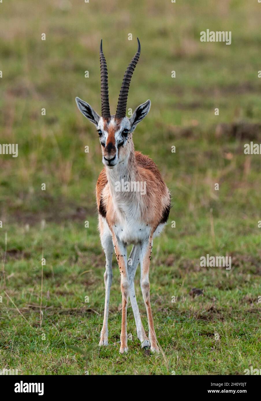 Portrait of a Thomson's gazelle, Gazella thomsoni. Masai Mara National ...