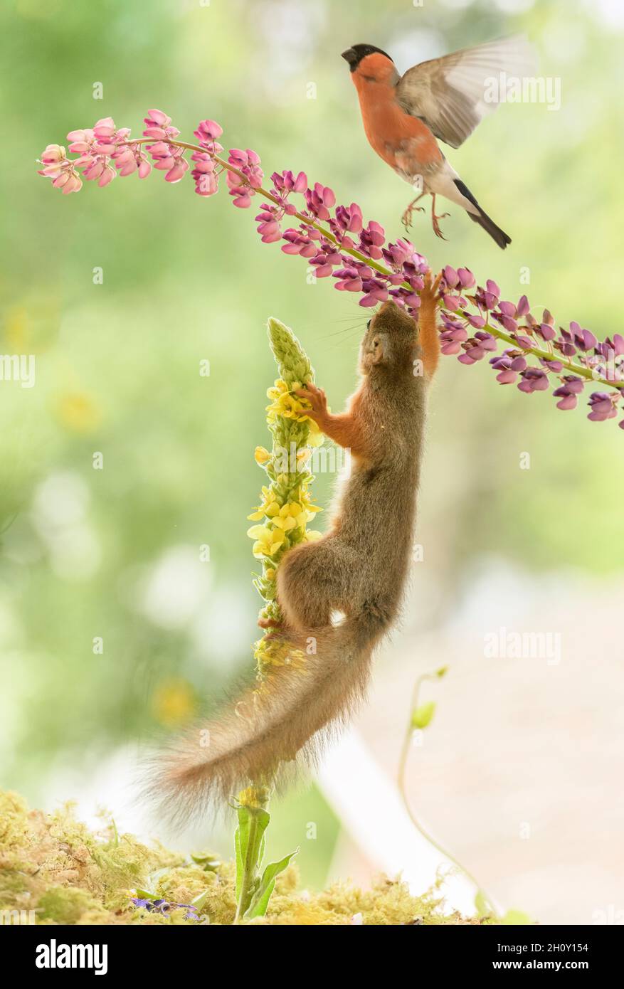 red squirrel is climbing in mullein towards an bullfinch Stock Photo