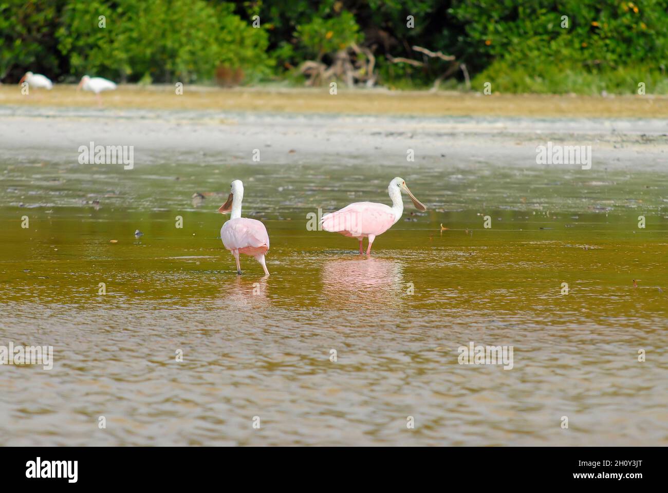 Two spoonbills wallowing in shallow water in search of food. Celestun Nature Reserve, Yucatan, Mexico. Selective focus. Stock Photo