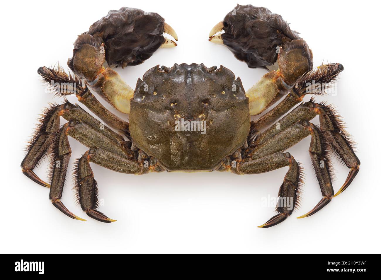 Japanese mitten crab. This crab is the same kind of crab as the