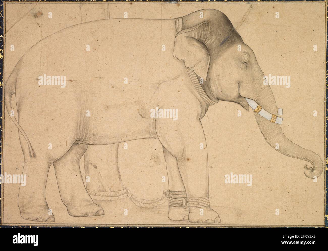 Drawing of an Elephant, c. 1700. India, Mughal School, early 18th Century. Ink on paper; image: 12.8 x 18.1 cm (5 1/16 x 7 1/8 in.); overall: 20 x 25.3 cm (7 7/8 x 9 15/16 in.).  Beginning with Babur, but especially with Akbar, the Mughal emperors displayed an enormous interest in and affection for the elephants of India. The palace housed many elephants, used by the royal court for practical tasks such as carrying heavy loads through rivers and over difficult ground, for charging into battle, and, sometimes, for executing captives. They were also used for entertainment purposes such as riding Stock Photo