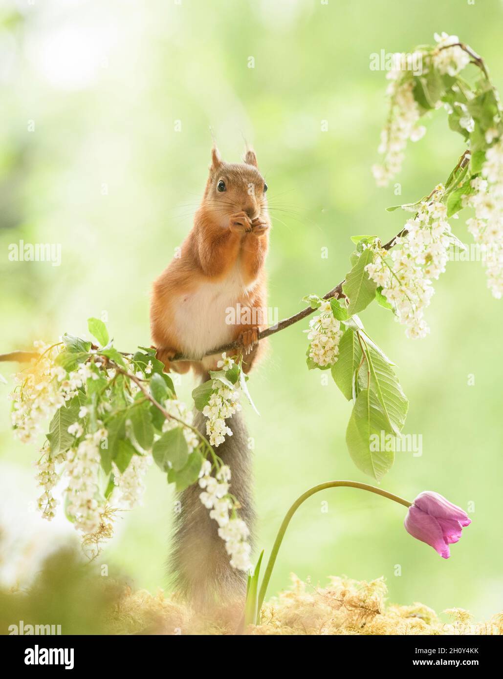 red squirrel is standing on hackberry flower branches with tulip down Stock Photo