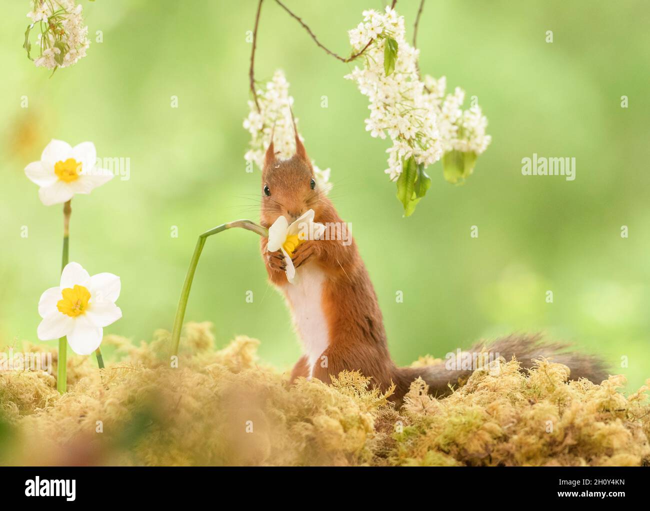 red squirrel is holding a narcissus flower Stock Photo Alamy