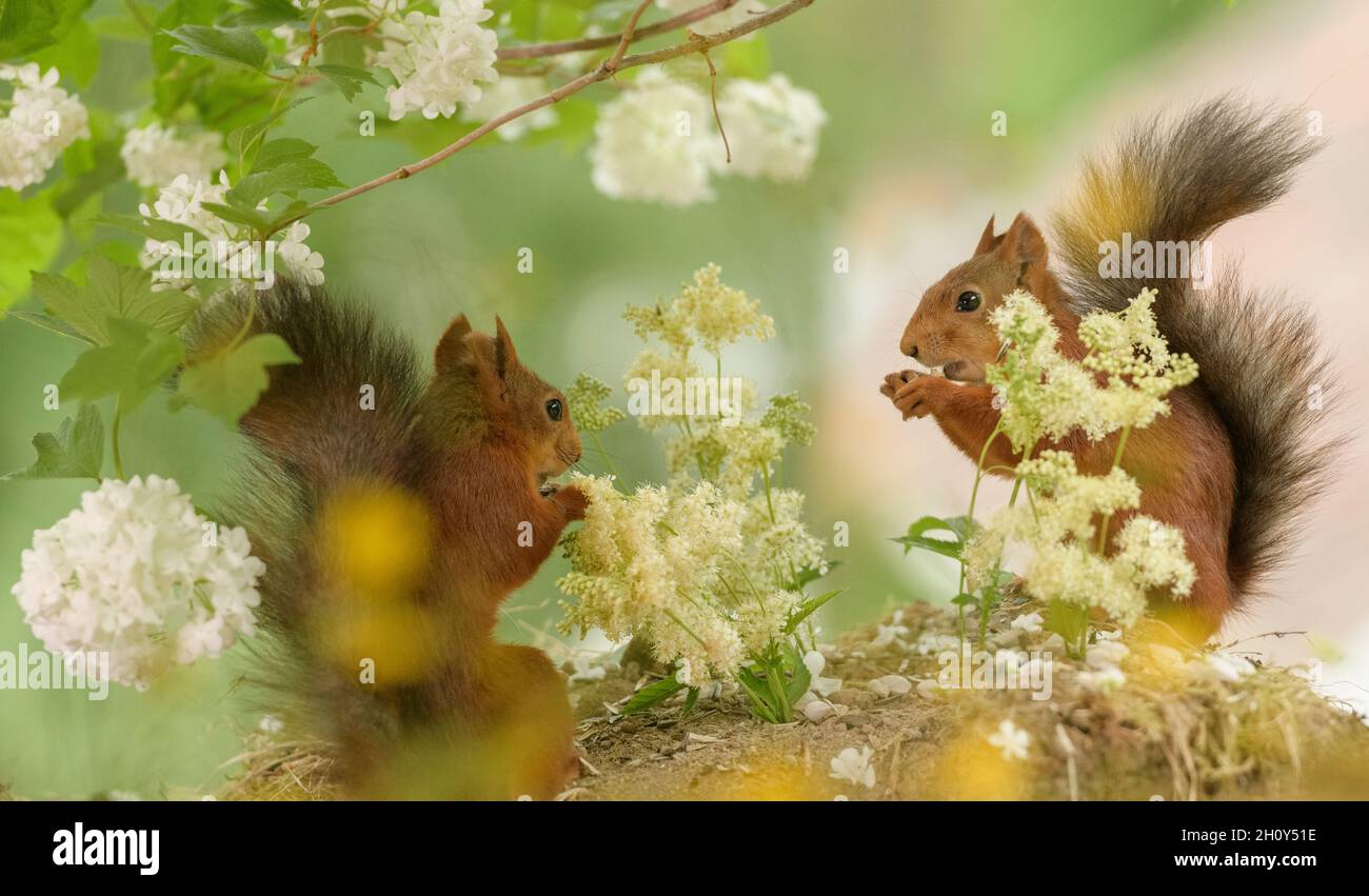 red squirrels are standing under  guelder rose flower branches Stock Photo
