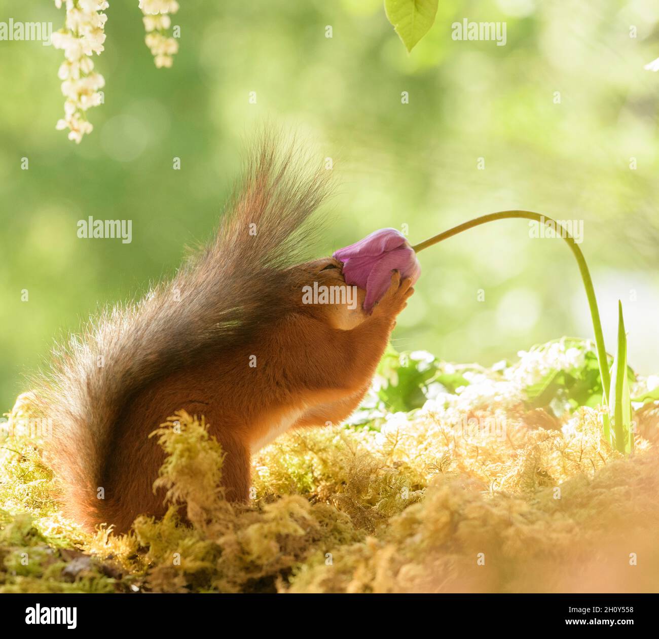 red squirrel is holding face in a tulip Stock Photo Alamy