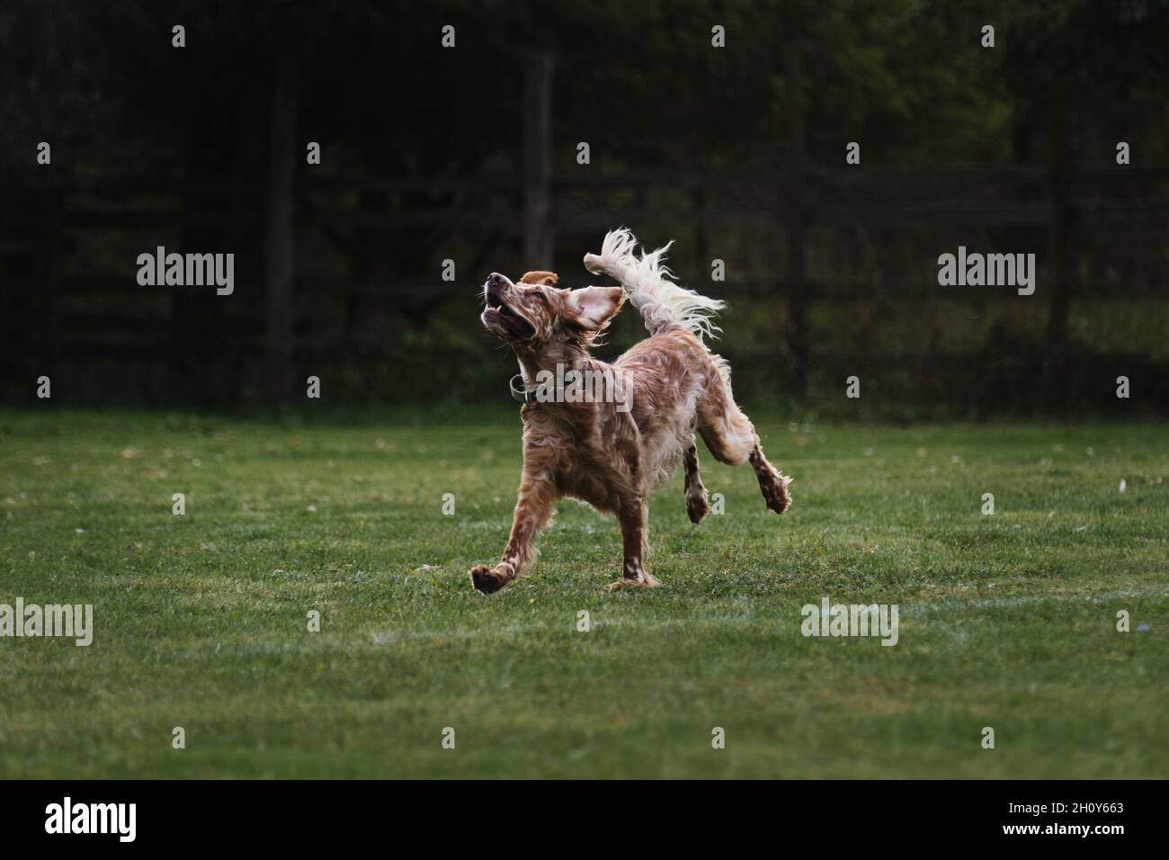 British dog runs fast across lawn. Agility competitions. English