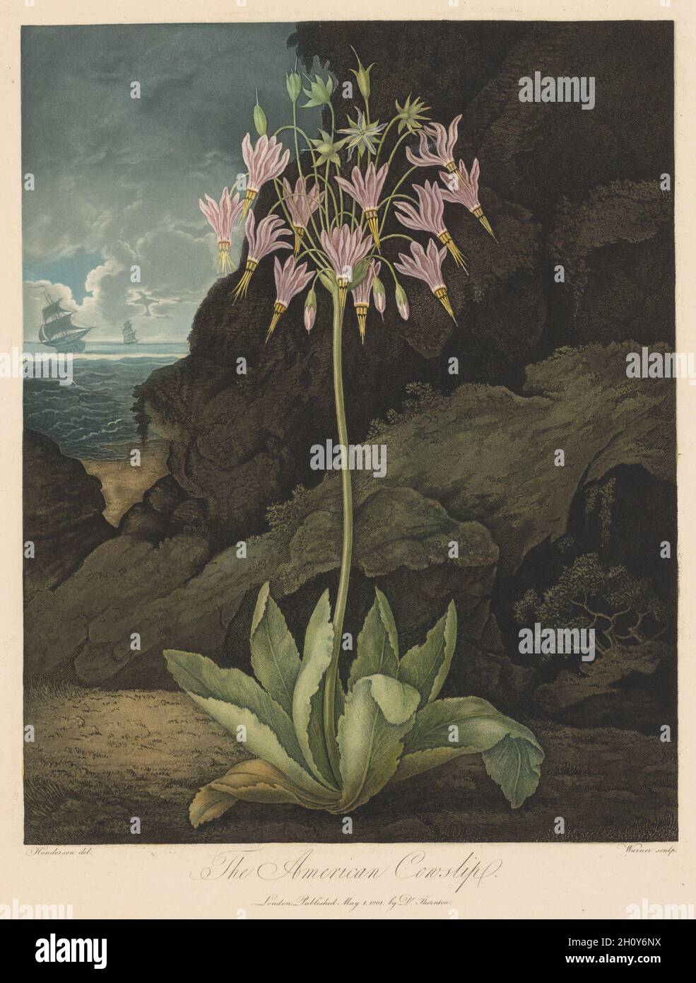 The Temple of Flora, or Garden of Nature: The American Cowslip, 1801. Robert John Thornton (British, 1768-1837). Aquatint, stipple and line engraving; Stock Photo