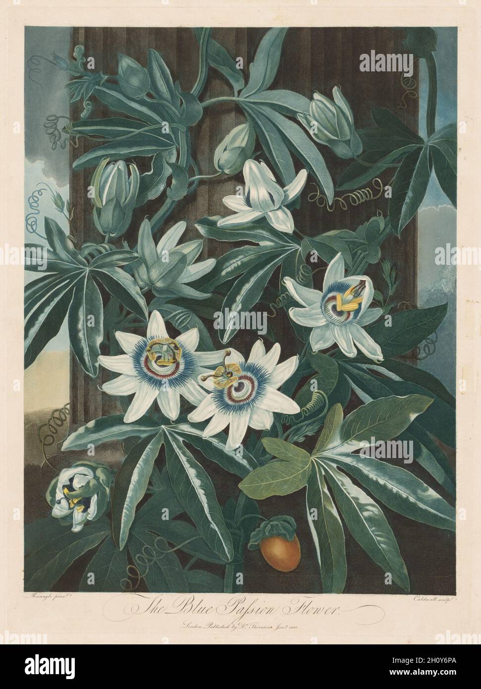 The Blue Passion-flower, 1799-1807. Robert John Thornton (British, 1768-1837). Aquatint, stipple, line engraving, etching and roulette;  In the 18th century, new engraving and etching techniques offered a variety of tonal effects that enhanced botanical prints. While mezzotint (in which the plate is roughened and then the engraver works from dark to light creating different values) and stipple (dots create values) make it possible to create the rich tonal scale and velvety texture of oil paint, aquatint imitates the delicacy and transparency of watercolor and ink wash. Stock Photo