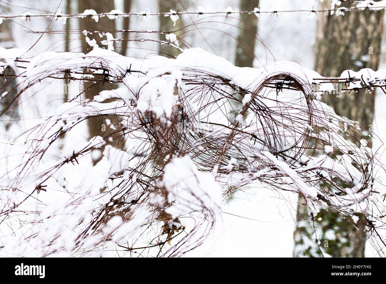 Barbed wire in the forest closes the passage to nature. Fencing, security. Stock Photo