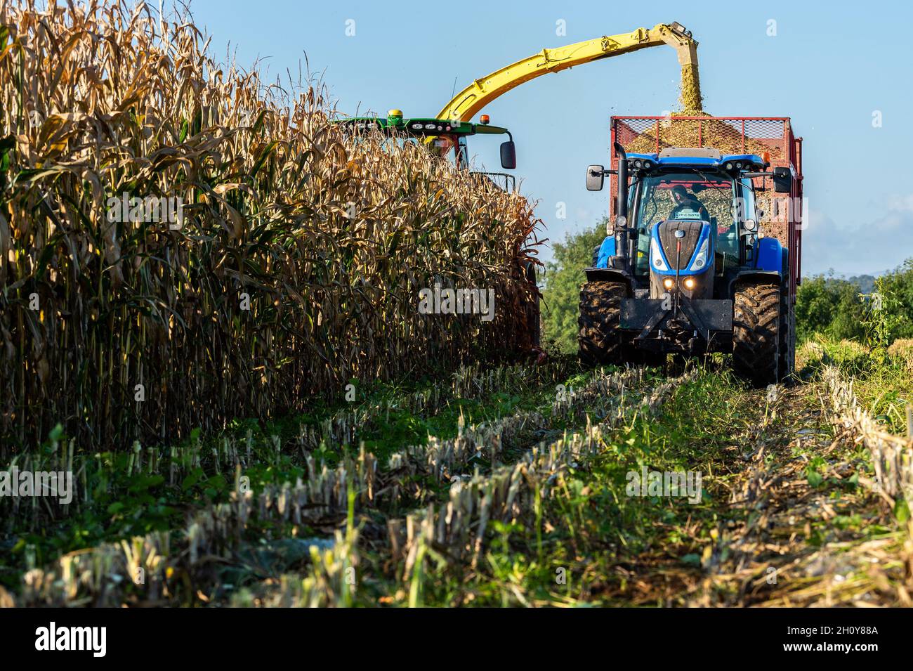 Ballineen, West Cork, Ireland. 15th Oct, 2021. On an unseasonably hot and sunny day in Ballineen, West Cork, Denis Crowley Contractors draws maize for farmer David Beechnor, using a John Deere 9600 Harvester. Credit: AG News/Alamy Live News Stock Photo