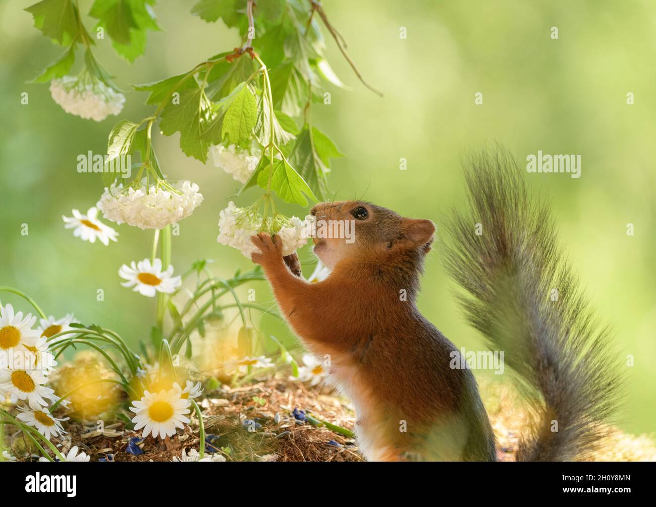 female red squirrel is holding a guelder rose  flower Stock Photo