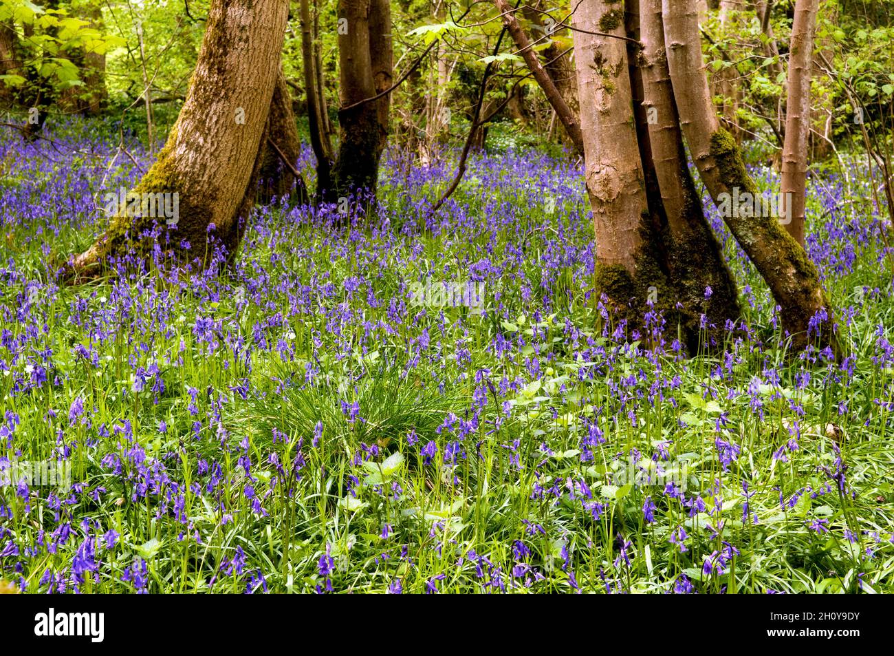 Sunlit bluebell woods in Somerset. The common native UK bluebell is also called Hyacinthoides non-scripta Stock Photo