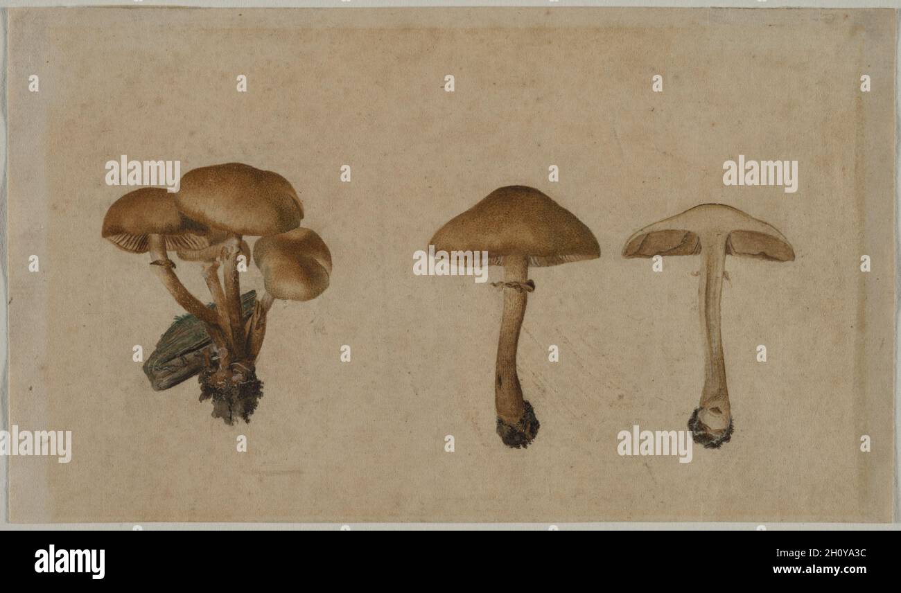 Mushrooms, 1751. Georg Wilhelm Baurenfeind (German, c. 1710-1763). Brush and brown wash and gouache; sheet: 11.9 x 20.3 cm (4 11/16 x 8 in.). Stock Photo