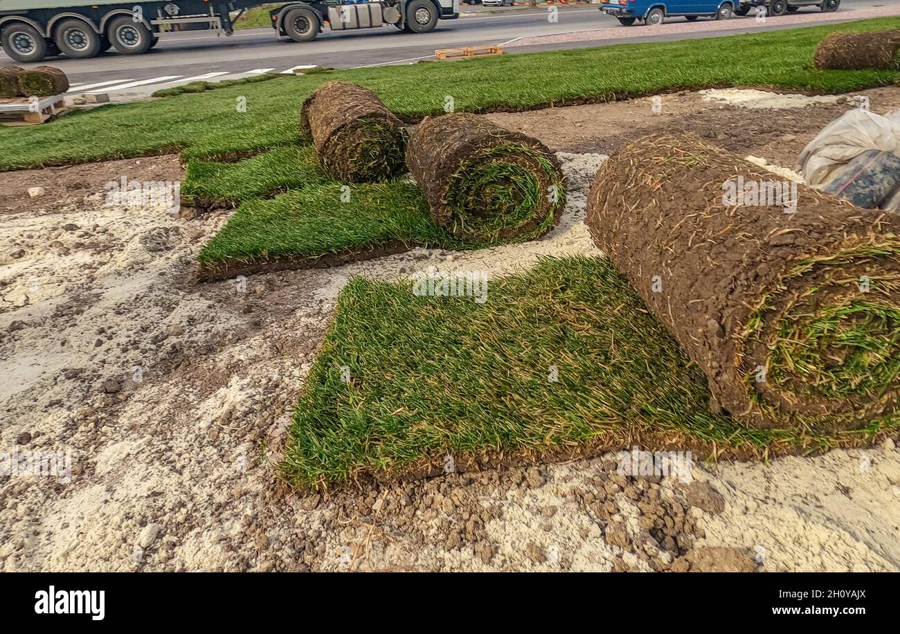Rolled lawn preparation for laying. Twisted rolls of soil with grass on