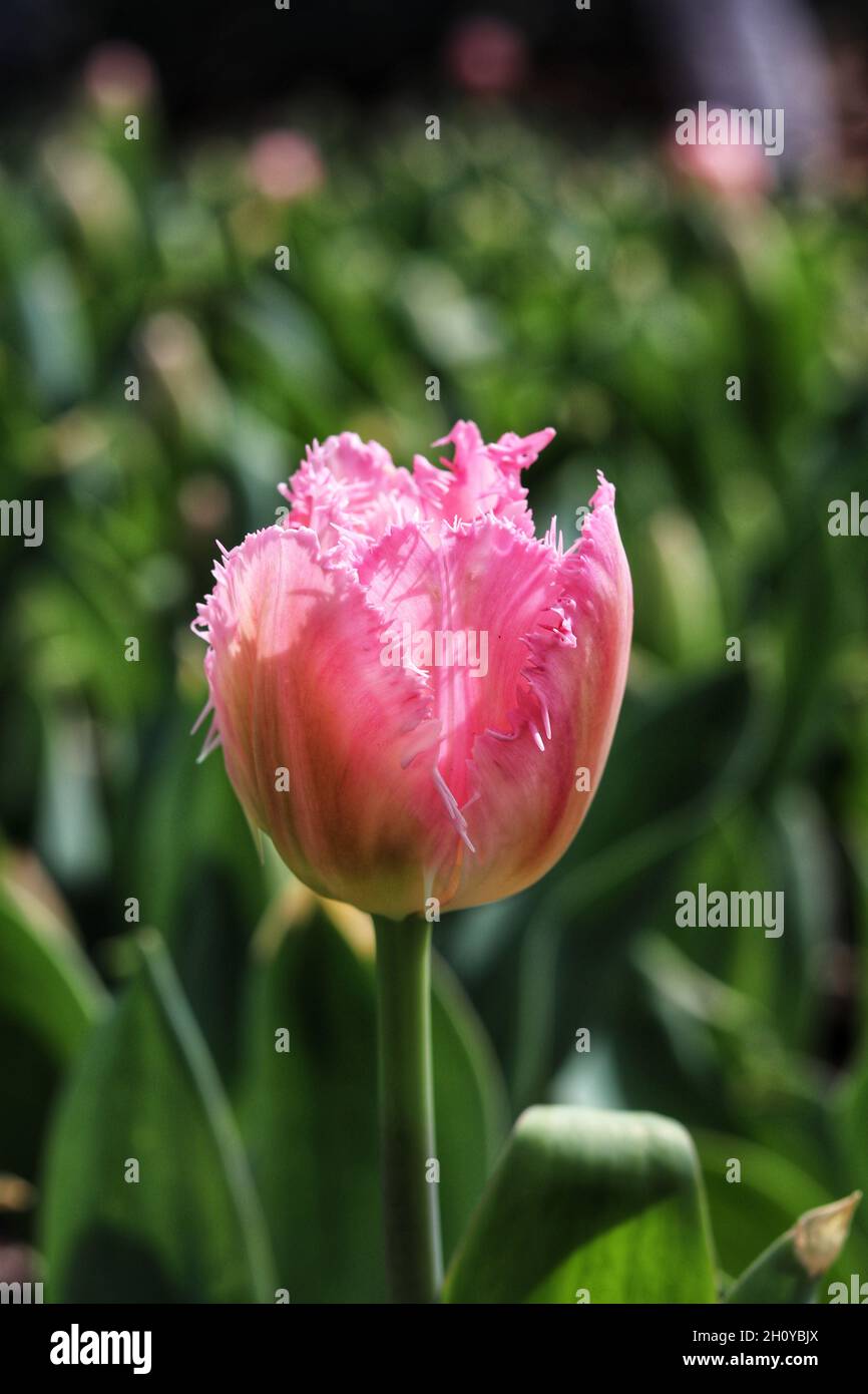 Selective focus shot of a pink tulip growing in the Natural Garden in ...