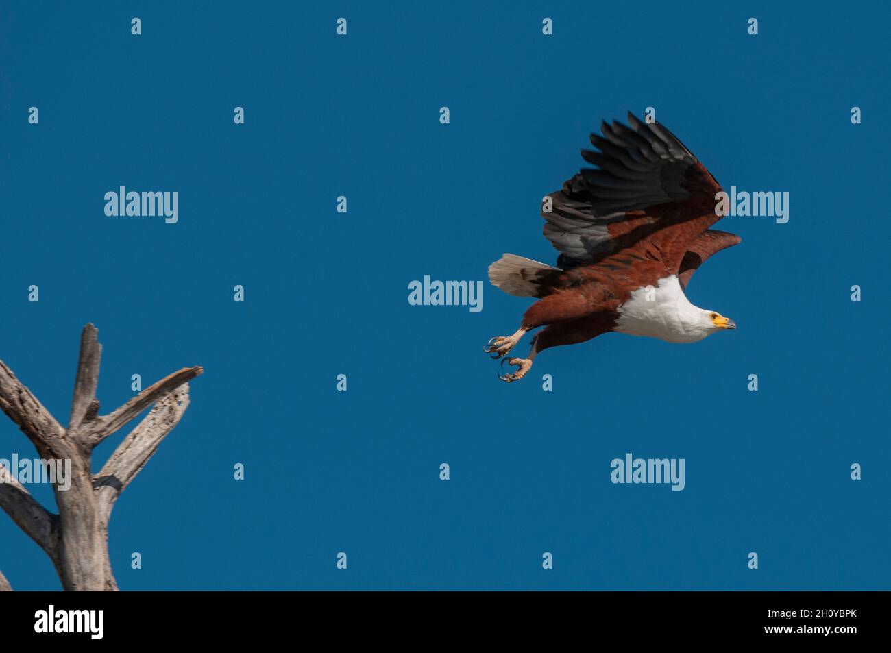 An African fish eagle, Haliaeetus vocifer, in flight. Chobe River ...