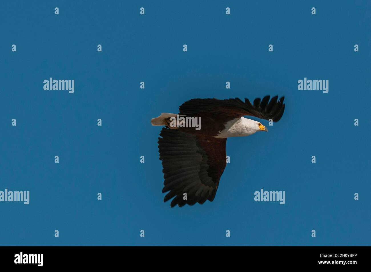 Portrait of an African fish eagle, Haliaeetus vocifer, in flight. Chobe ...
