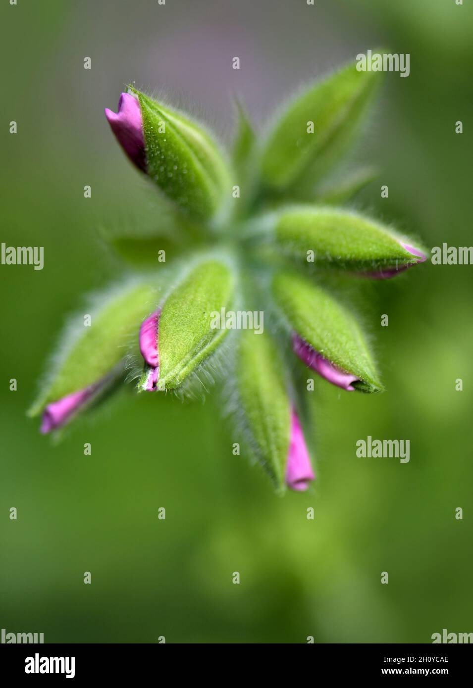 Geranium buds just about to bloom with pink flowers. Macro image Stock Photo
