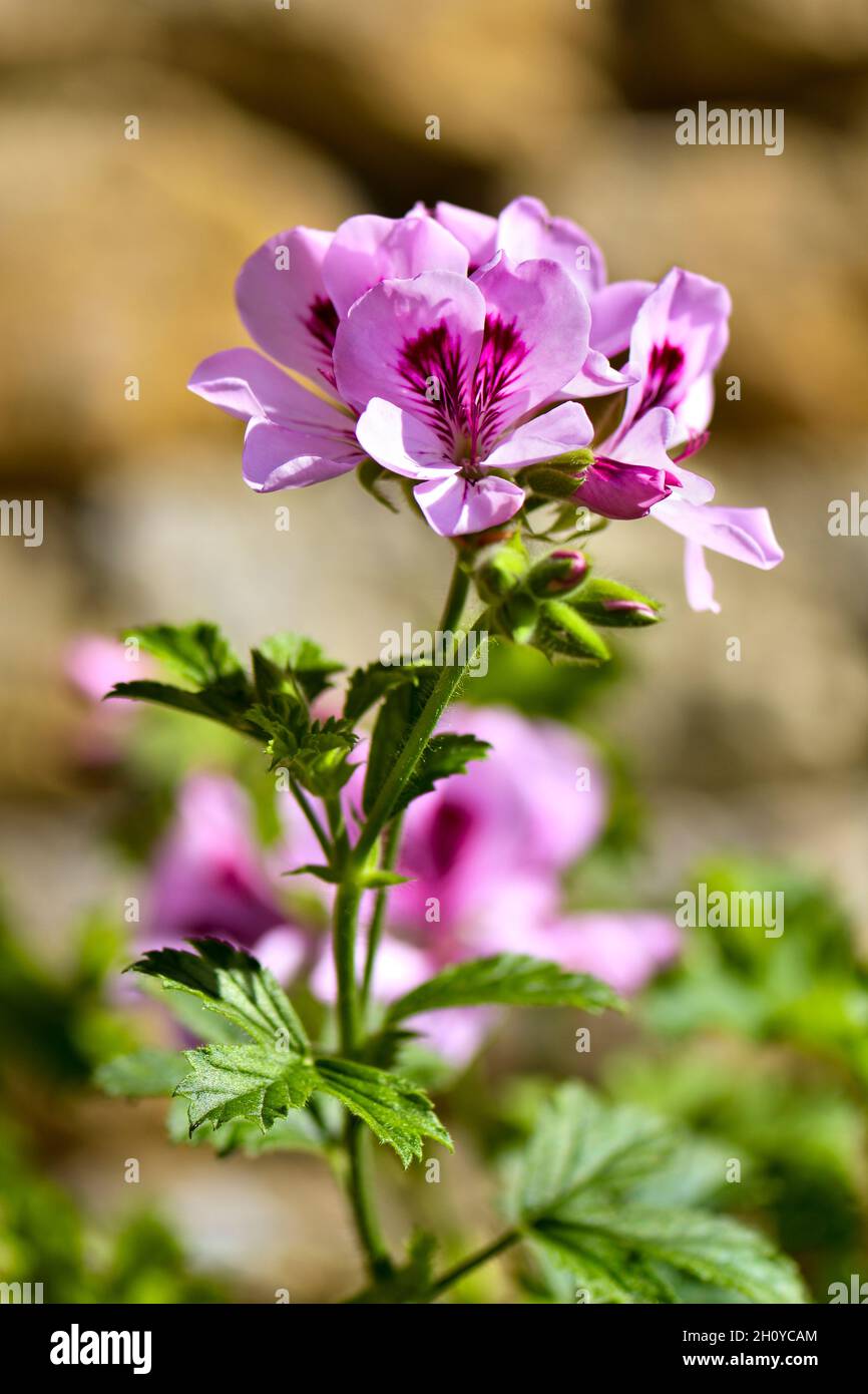 Pelargonium flowers in pink taken against and out of focus stone wall Stock Photo