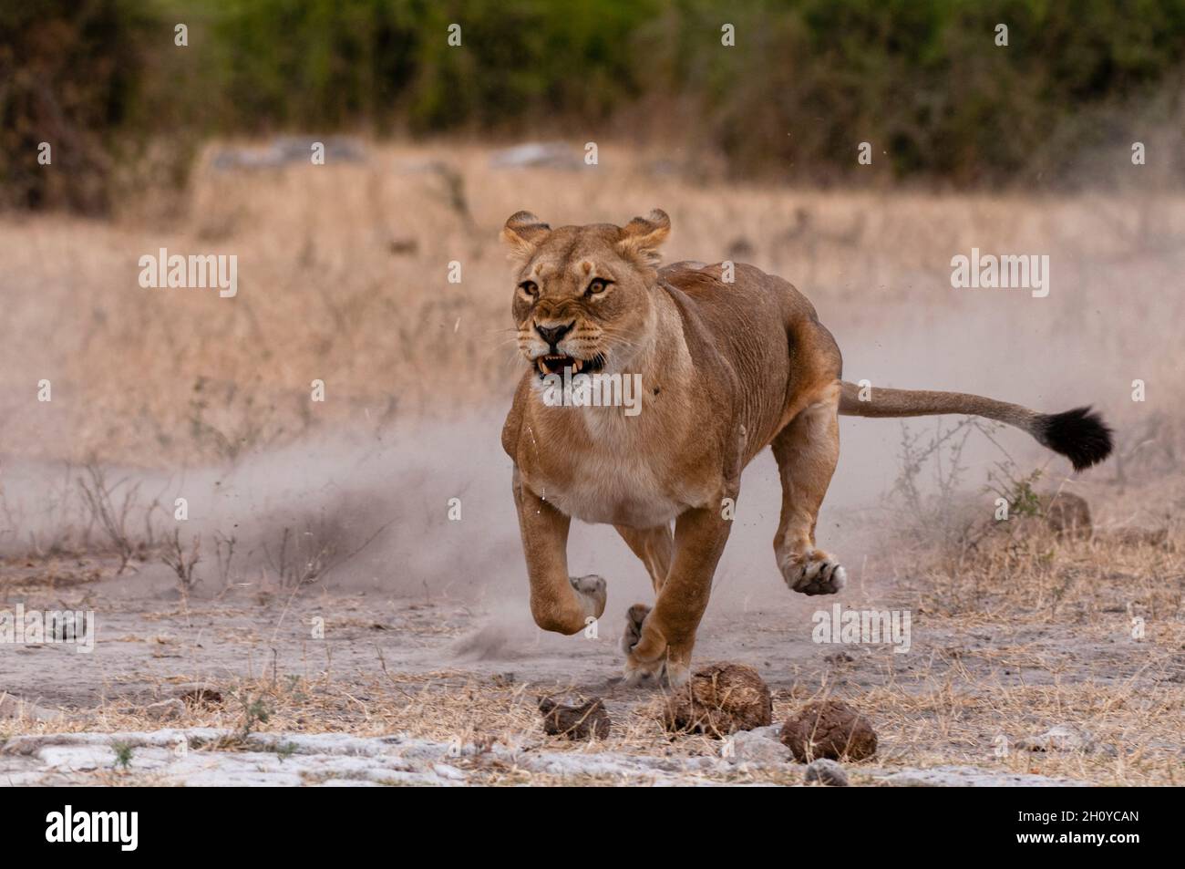 Lion running full speed hi-res stock photography and images - Alamy