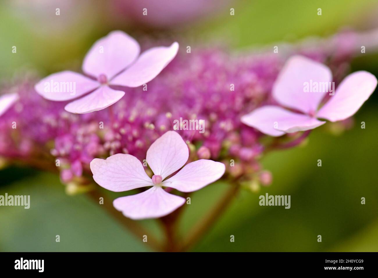 Beautiful flowering pink Hydrangea against an out of focus green leafy background Stock Photo