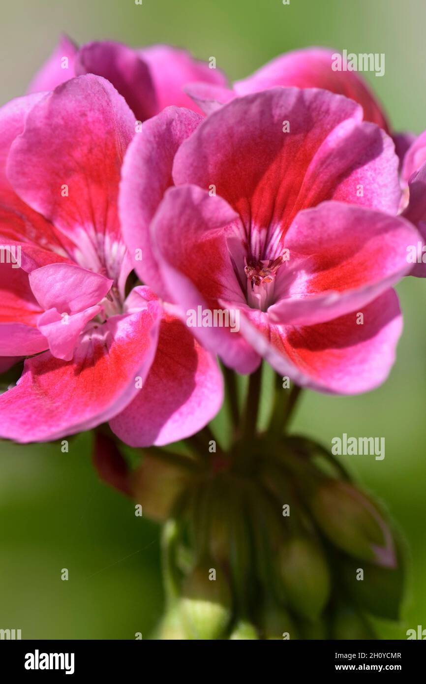 Beautiful multi coloured Geranium flowers. Close up Stock Photo