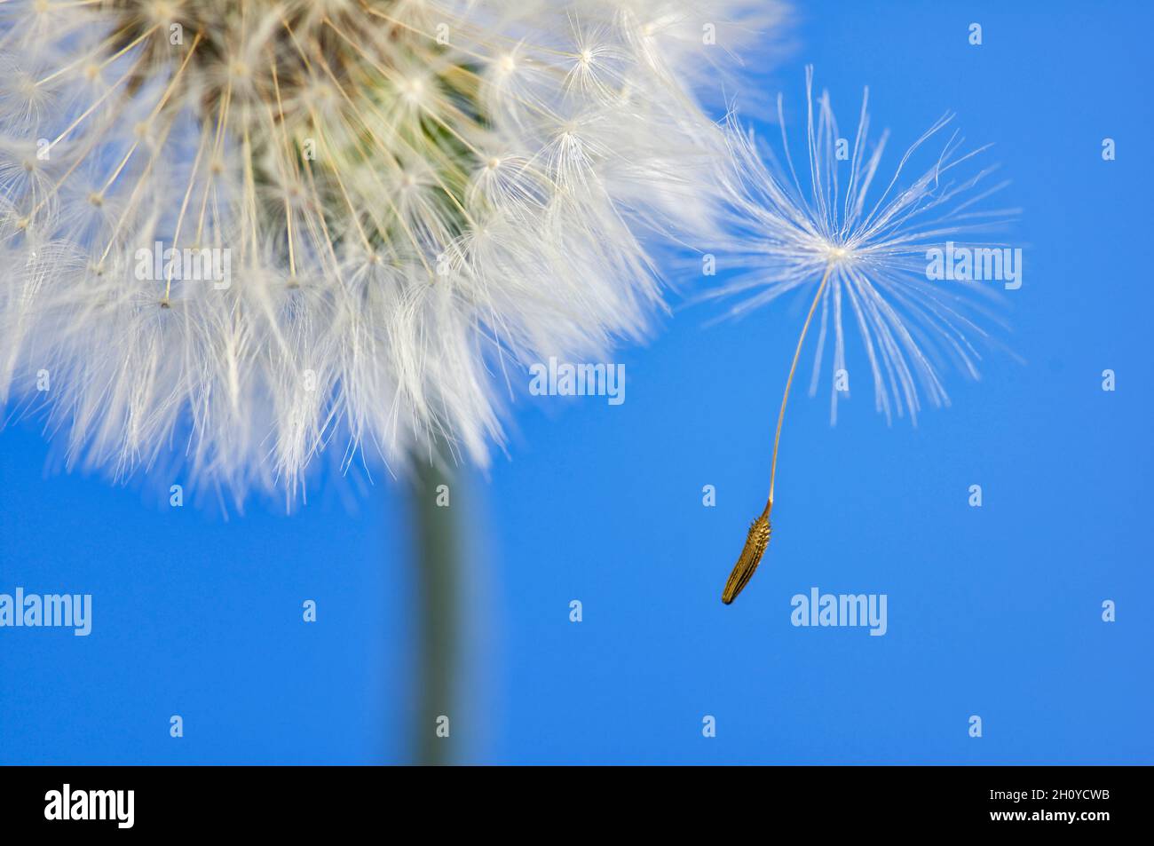 Single dandelion seed leaving the flower head against blue background, concept of leaving home of standing out Stock Photo