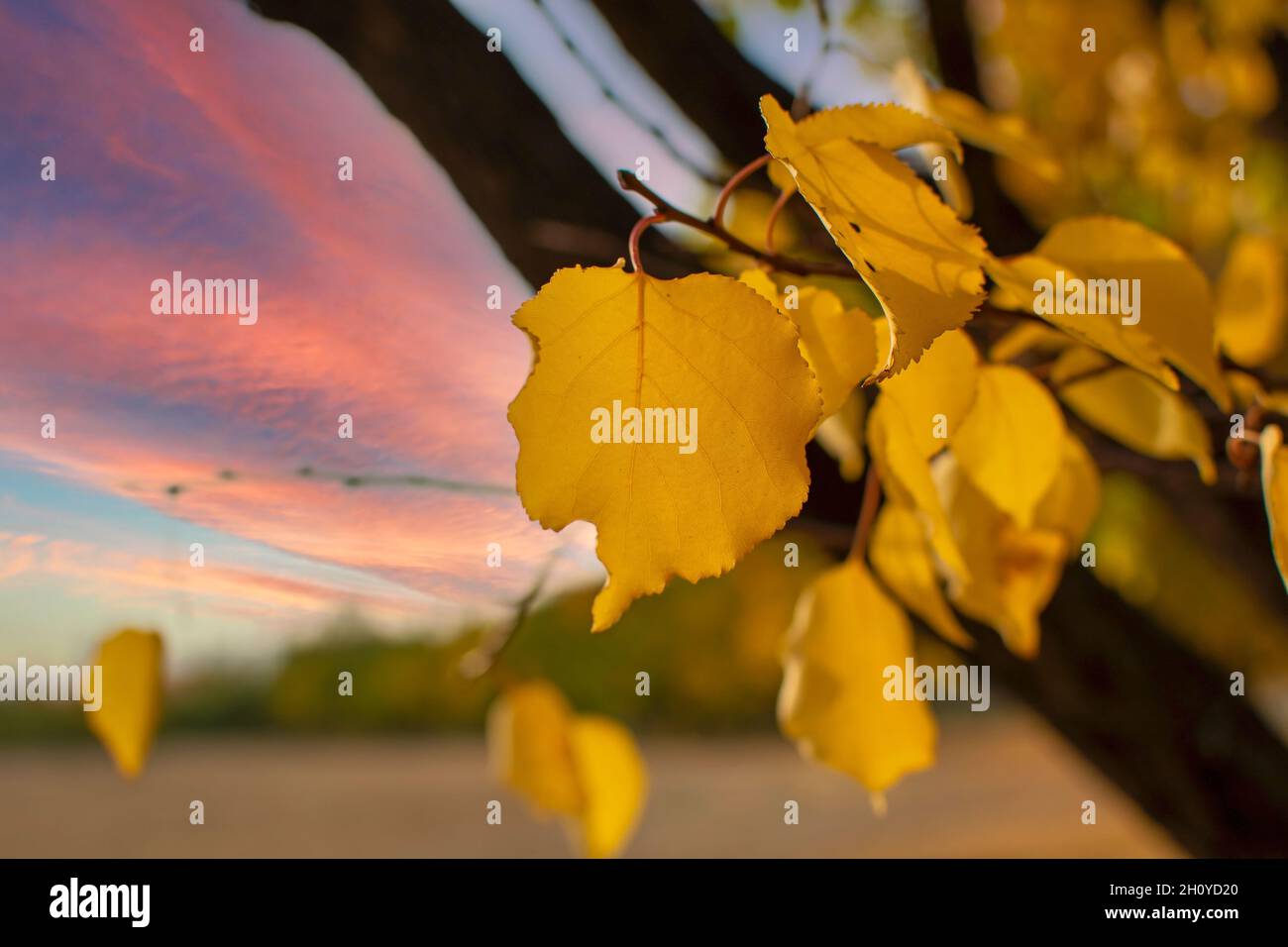 a yellow leaf. autumn background Stock Photo