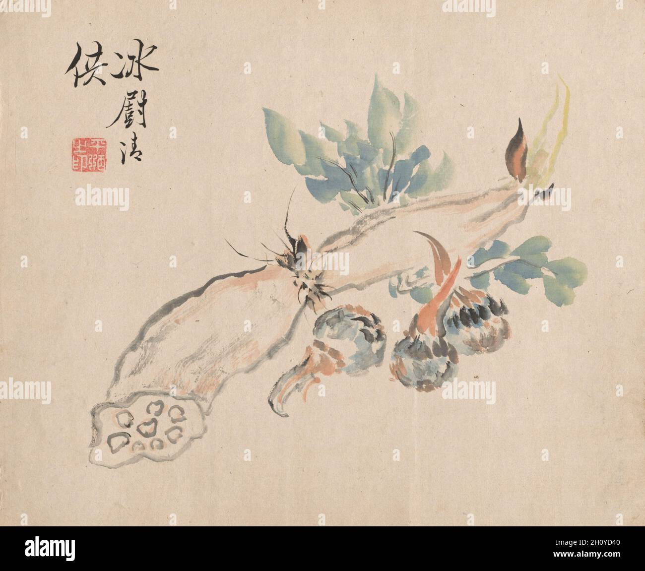 Lotus Root and Adder's Tongue, c. 1845-54. Tsubaki Chinzan (Japanese, 1801-1854). Watercolor on paper; sheet: 28 x 34.4 cm (11 x 13 9/16 in.). Stock Photo