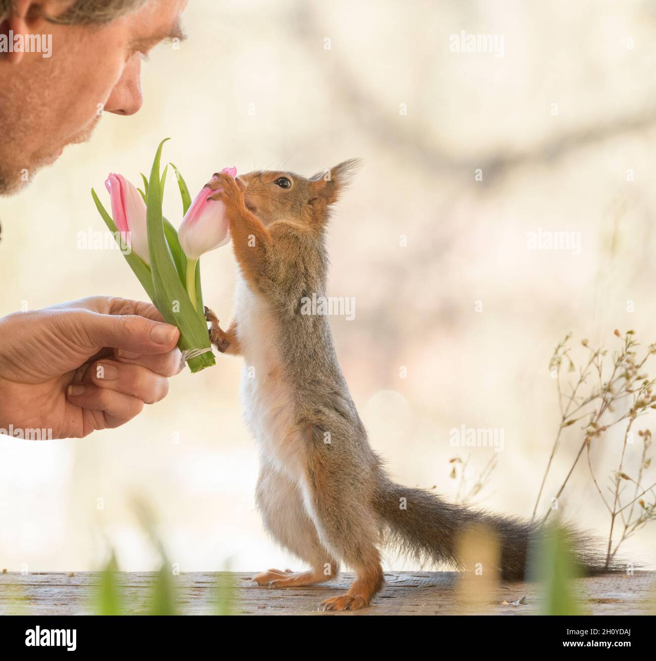 Red squirrel is holding a tulip with a man Stock Photo Alamy