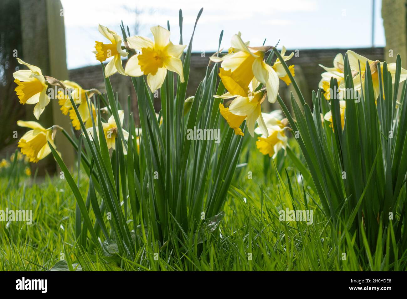 Spring daffodils in graveyard. Montrose Scotland UK Stock Photo
