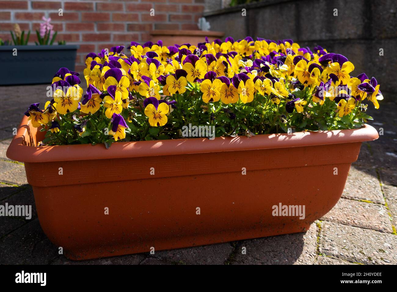garden tub full of pansies. UK Stock Photo