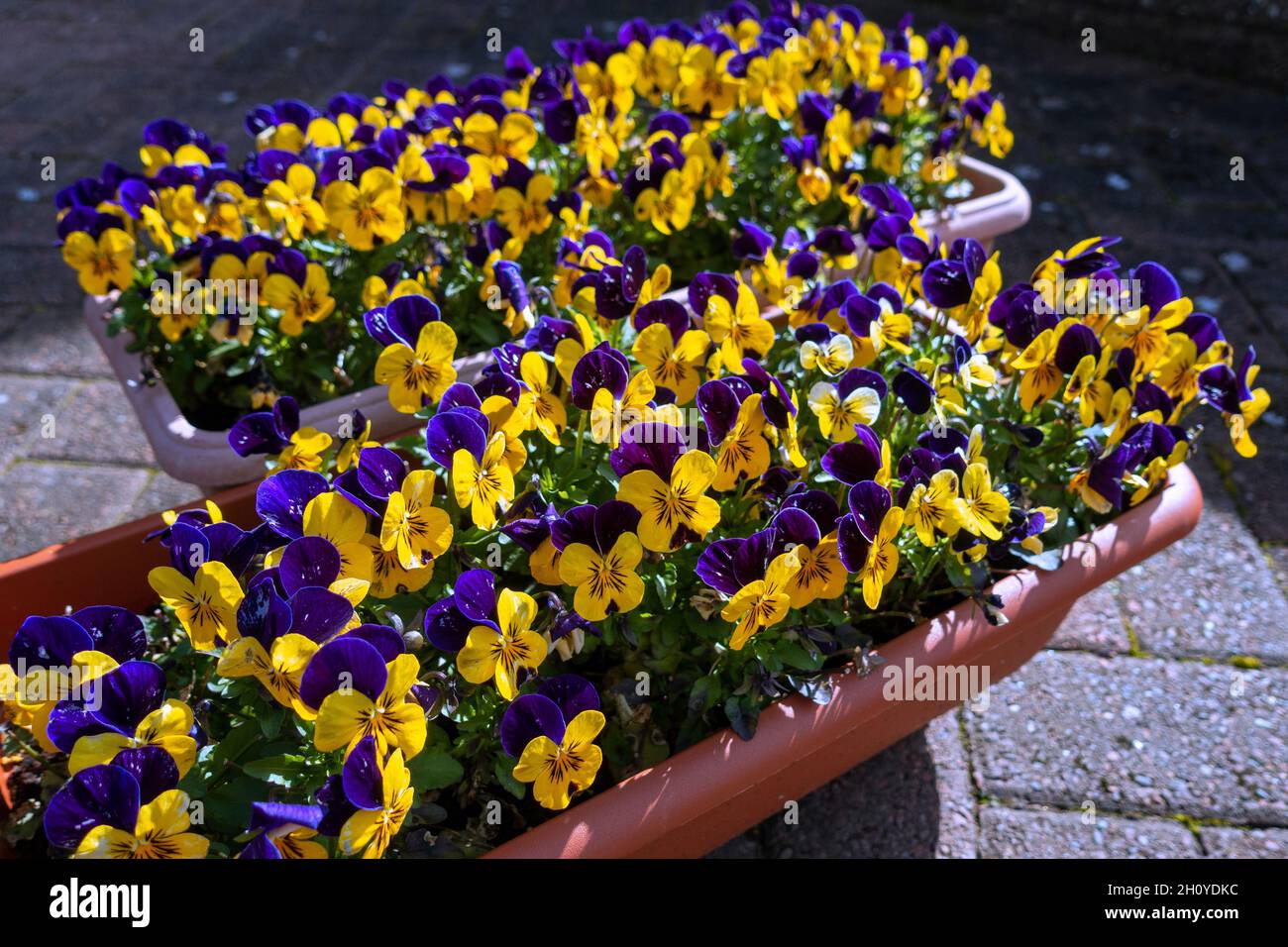 garden tub full of pansies. UK Stock Photo Alamy