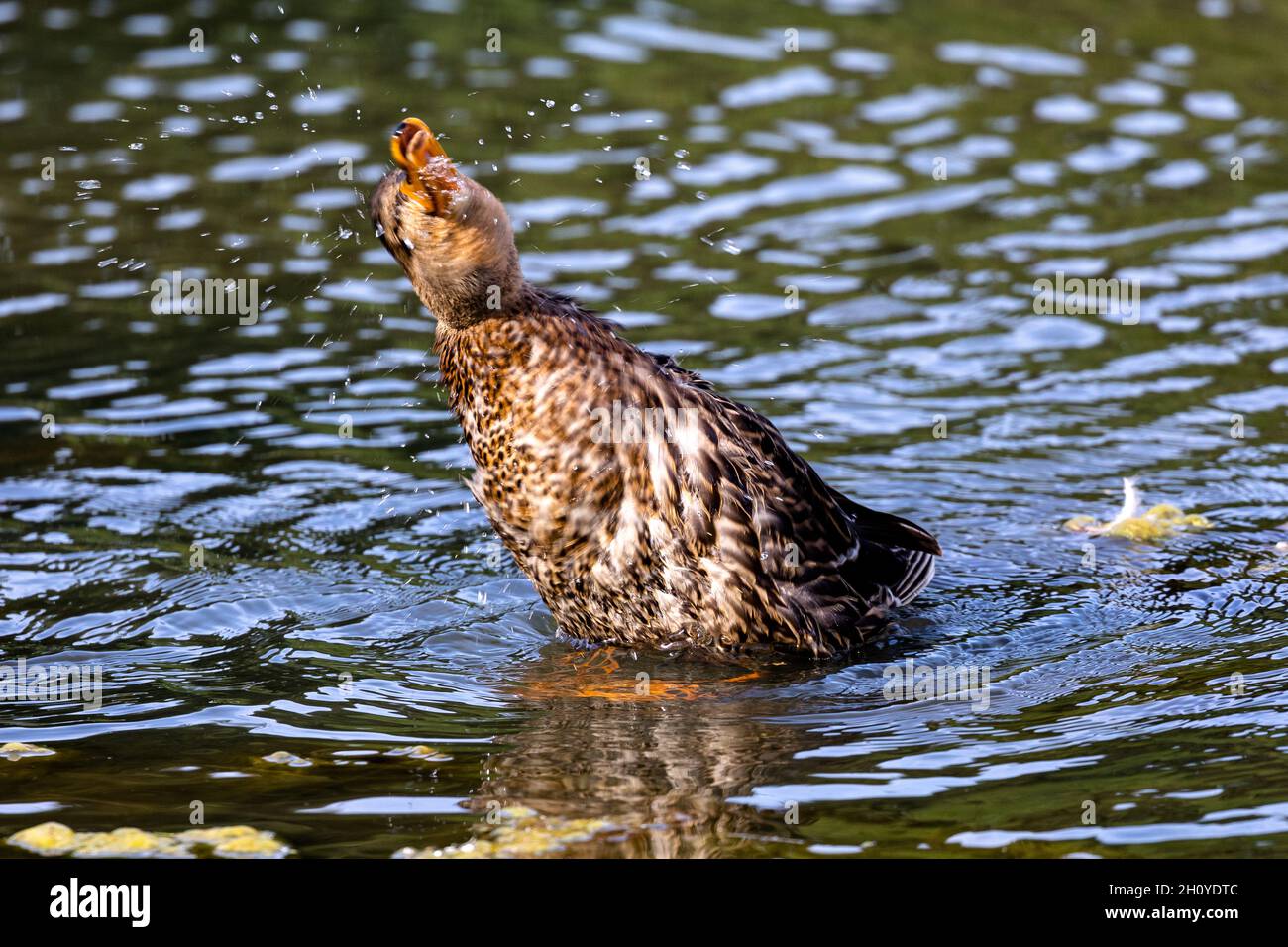 A mallard duck Anas platyrhynchos shaking water from its head. Montrose Scotland UK Stock Photo