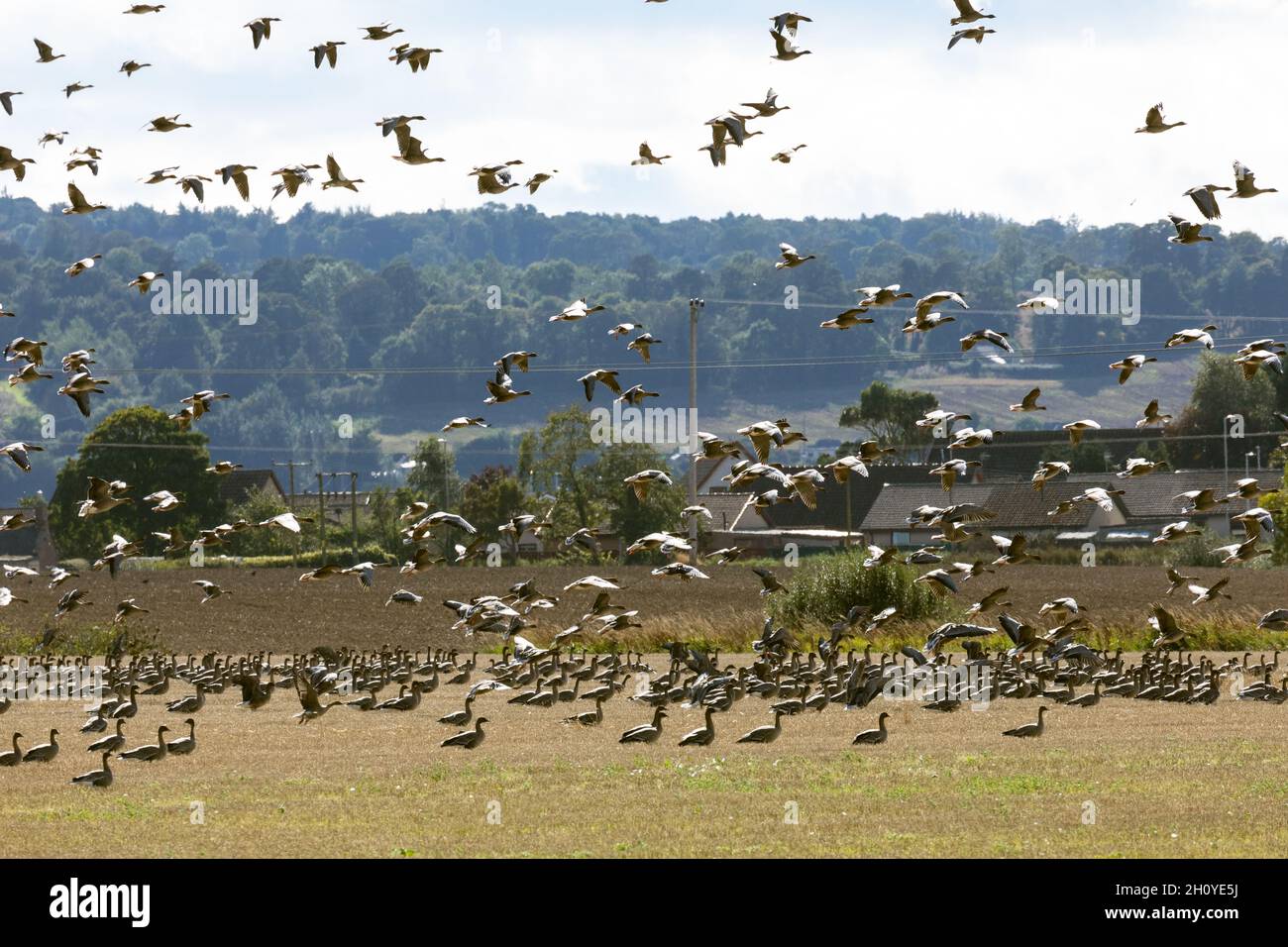 startled greese. Montrose Scotland UK. Pink Footed Geese have arrived on the Montrose Basin Wildlife Reserve on the East Coast of Scotland. Stock Photo