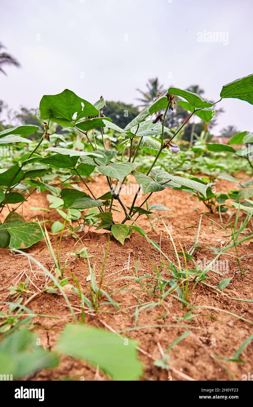 Closeup of a jicama plant growing on a plantation. fresh jicama leaves