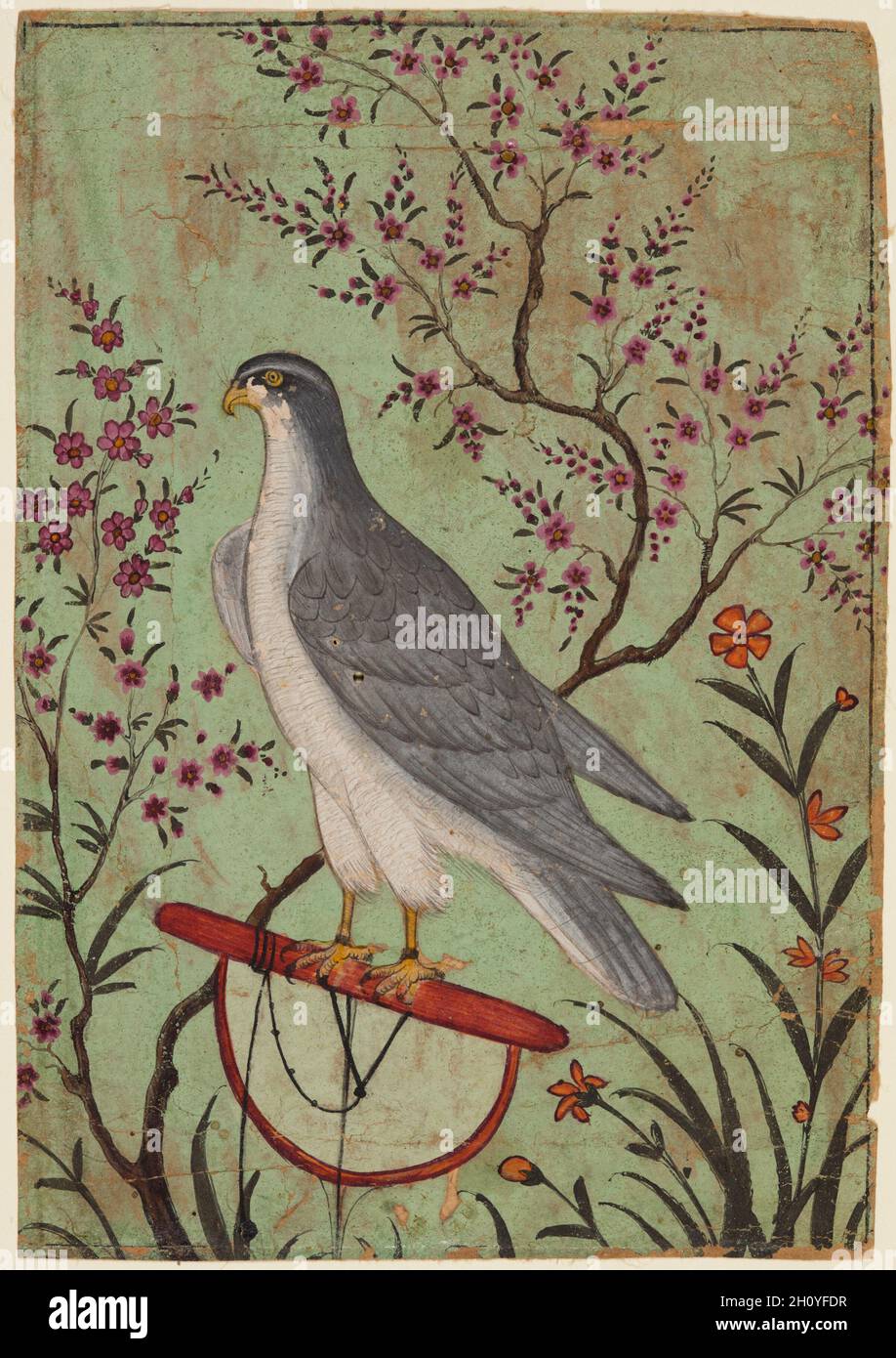 Falcon on a Perch, c. 1610. Northwestern India, Rajasthan, Rajput Kingdom of Amber. Gum tempera on paper; miniature: 12.8 x 8.9 cm (5 1/16 x 3 1/2 in.).  Falcons were prized participants in royal hunting expeditions, and this painting may be a portrait of a favorite bird or a gift from an ally. The bird faces left, and the talons are tied to the perch with a black string. The light green background, flowering trees, and plants provide dynamism to the composition and reveal the artist’s awareness of Persian, Mughal, or Deccani styles of painting. Stock Photo