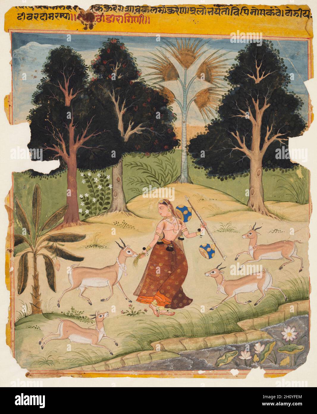 Woman Feeding Deer: Todi Ragini, from a Ragamala, c. 1610. Northwestern India, Rajasthan, Rajput Kingdom of Amber. Gum tempera and gold on paper; miniature: 21.6 x 19.4 cm (8 1/2 x 7 5/8 in.).  The lone woman wears an orange skirt under a sheer brown sari with gold patterns. She offers some grass to one of four deer that approach her with enthusiasm. She holds a blue and gold vina and faces to the viewer’s left. A poetic verse in Sanskrit describing Ragini Todi is inscribed within the upper yellow border. Stock Photo