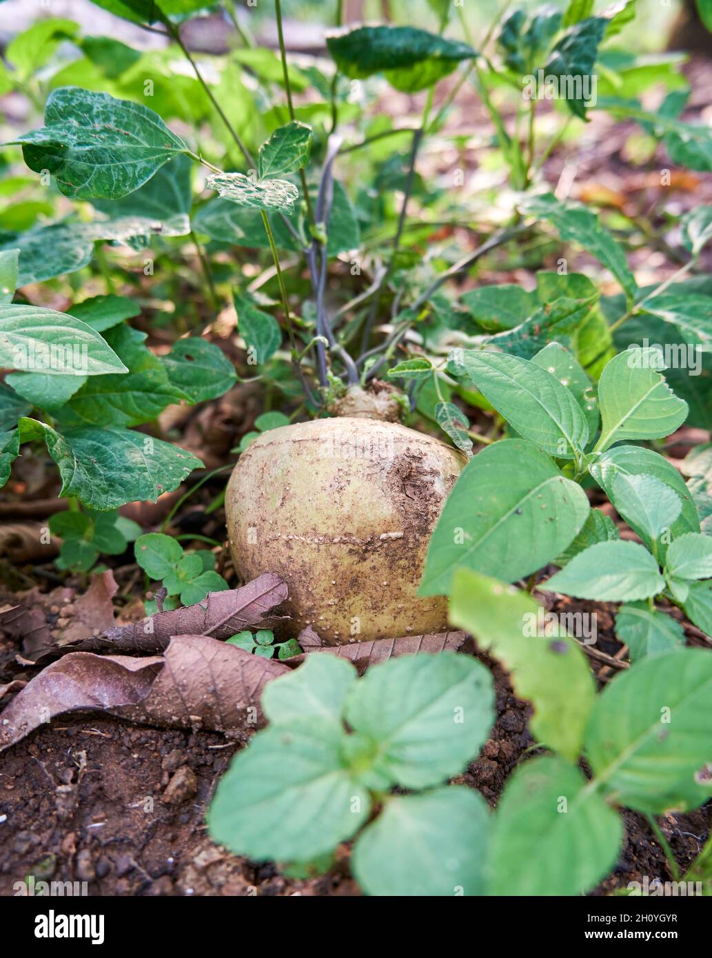 Jicama flower hires stock photography and images Alamy