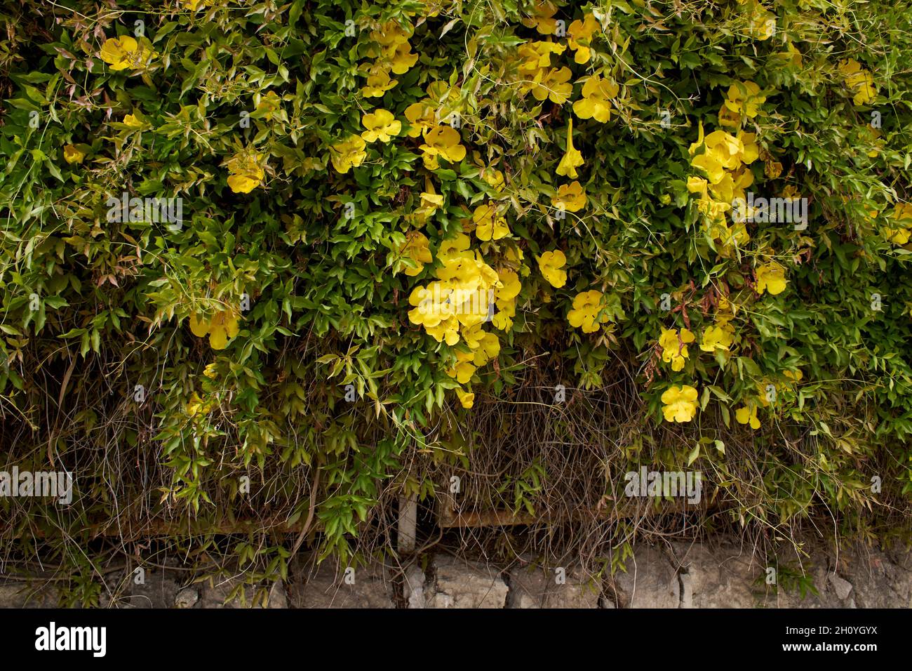 Dolichandra unguis-cati yellow flowers Stock Photo
