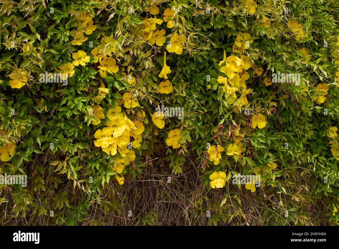 Dolichandra unguis-cati yellow flowers Stock Photo